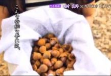 乃木坂浪漫 #043 川村真洋 寺田寅彦 「どんぐり」